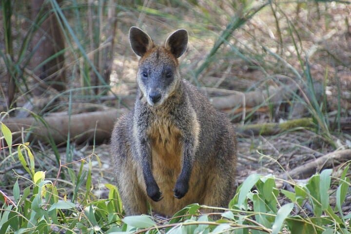 Phillip Island Penguin Parade: Luxury Wildlife Tour from Melbourne photo 4