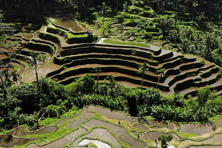 Mount Batur Jeep Sunrise Tour with Black Lava Fields, Ceking Rice Terrace & Tegenungan Waterfall photo 3