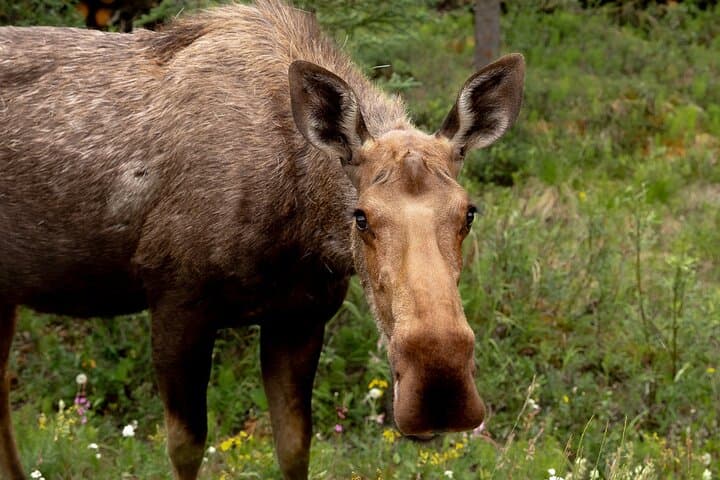 Denali in a Day: Full-Day Sightseeing Tour of Denali National Park photo 5