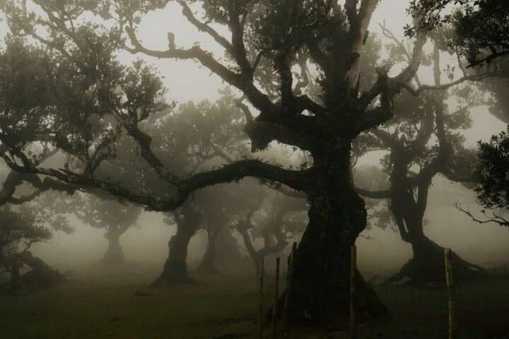Madeira Full-Day Volcanic Pools, Fanal Laurel Forest & Sunset Tour photo 5