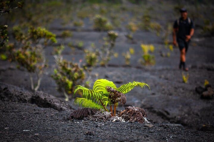 Private Hawaii Volcanoes & Forests Mindfulness Tour | Volcanoes National Park Guided Walk photo 6