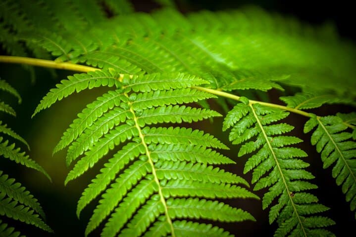 Private Hawaii Volcanoes & Forests Mindfulness Tour | Volcanoes National Park Guided Walk photo 5