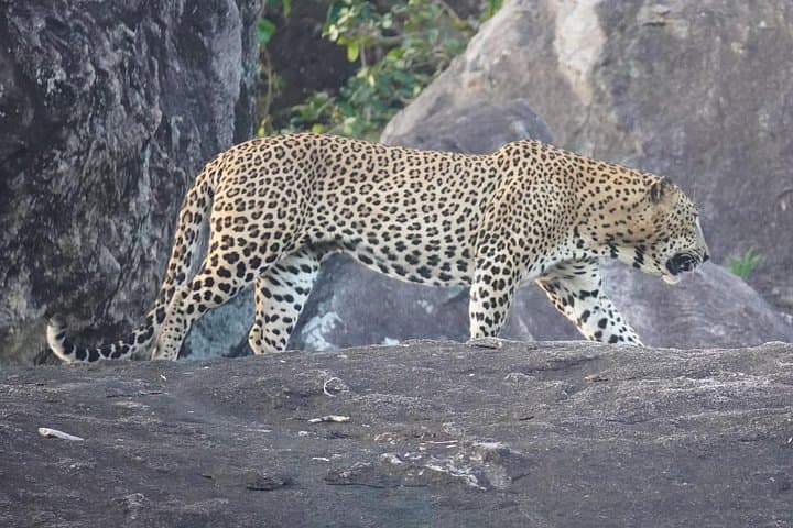 Private 4-Hour Yala Safari — Morning & Evening Jeep Wildlife Drive photo 2