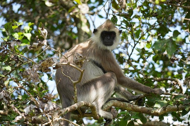 Private 4-Hour Yala Safari — Morning & Evening Jeep Wildlife Drive photo 3