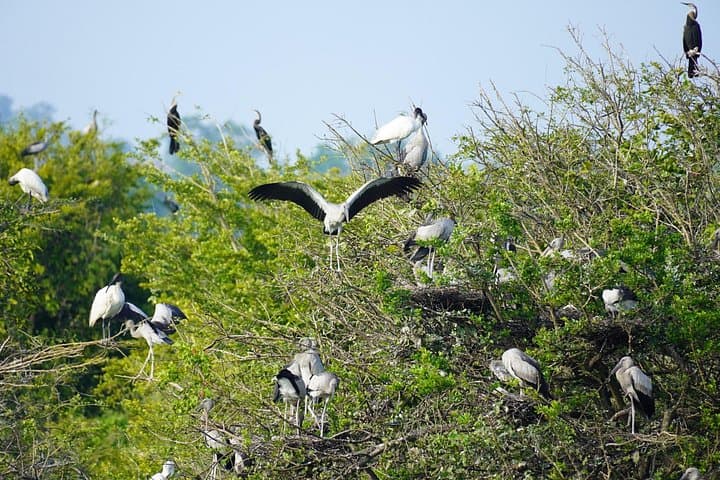 Private 4-Hour Yala Safari — Morning & Evening Jeep Wildlife Drive photo 4