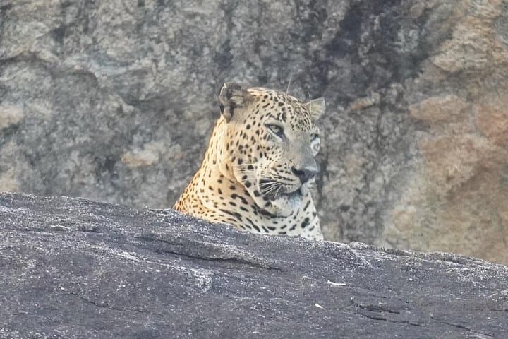 Private 4-Hour Yala Safari — Morning & Evening Jeep Wildlife Drive photo 1