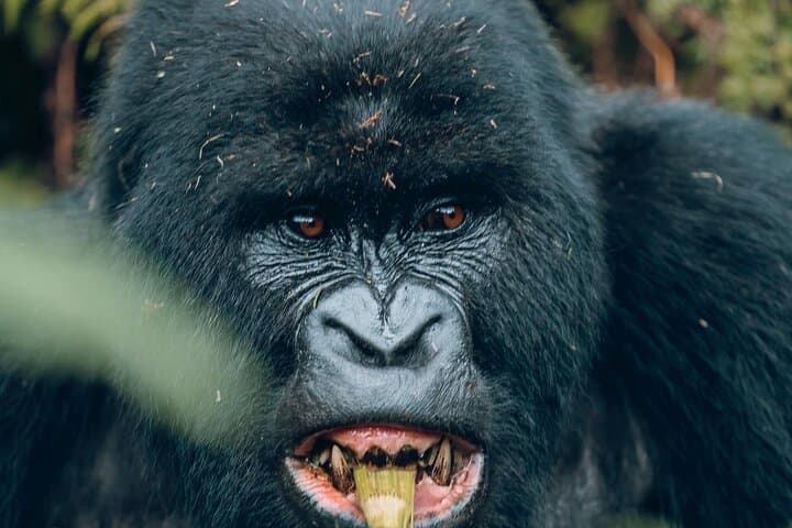 5-Day Rwanda Primate Safari: Gorilla, Chimp & Golden Monkey Trekking