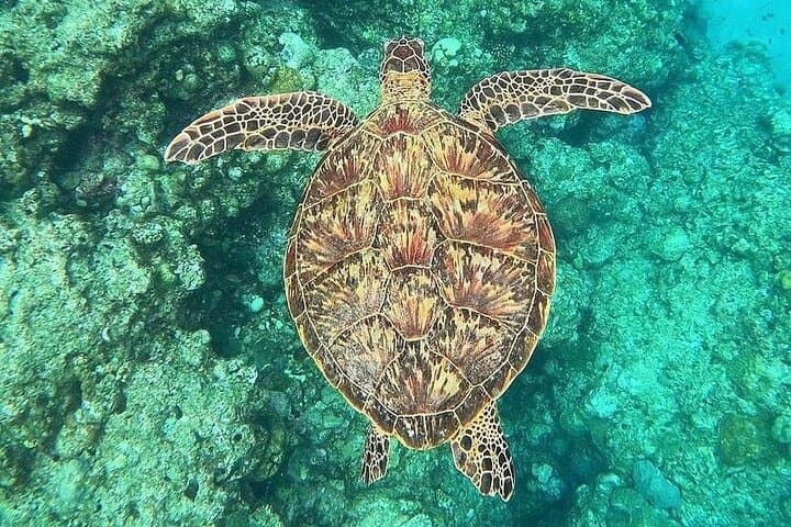 Blue Lagoon Snorkel & Tibumana Waterfall Day Trip from Padangbai photo 2