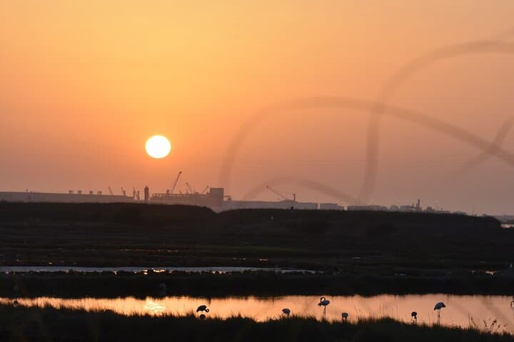 Bird Watching in Aveiro: Guided Ria de Aveiro Salt Pans Walk