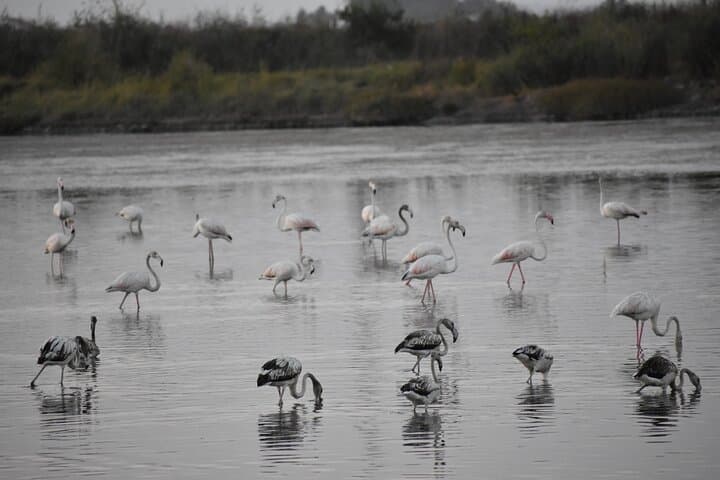 Bird Watching in Aveiro: Guided Ria de Aveiro Salt Pans Walk photo 2