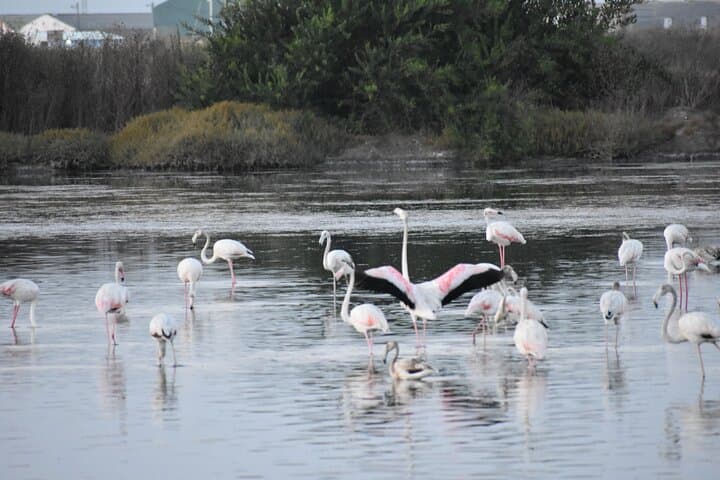 Bird Watching in Aveiro: Guided Ria de Aveiro Salt Pans Walk photo 3