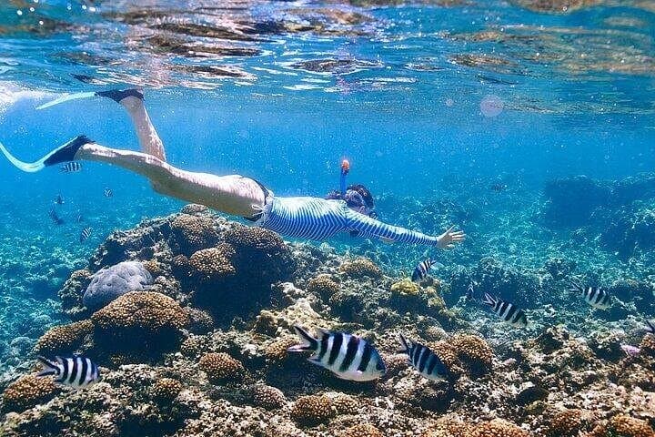 Private Marsa Mubarak Speedboat Snorkel — 4-Hour Red Sea Adventure photo 4