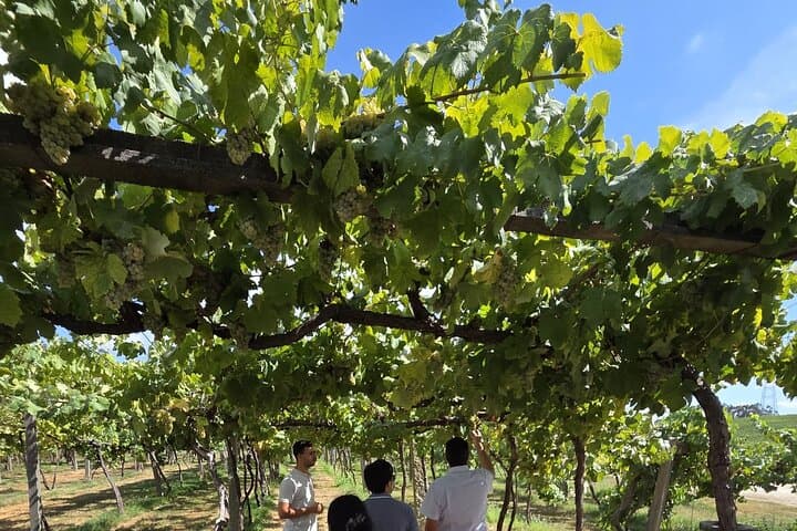 Vinho Verde Vineyard Tasting: Small-Group Tour from Northern Portugal photo 3