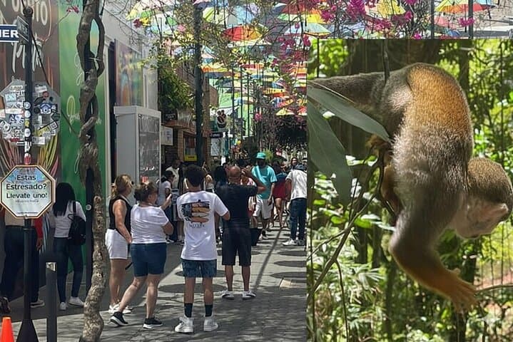 Puerto Plata Monkey Sanctuary & Historic City Combo — Monkeys, Amber, and Forts