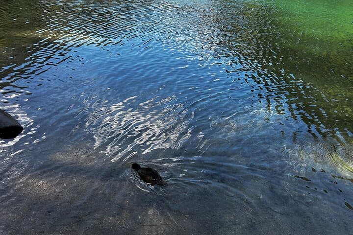Lindeman and Chilliwack Lakes Sightseeing Tour — Turquoise Waters & Forested Trails photo 3