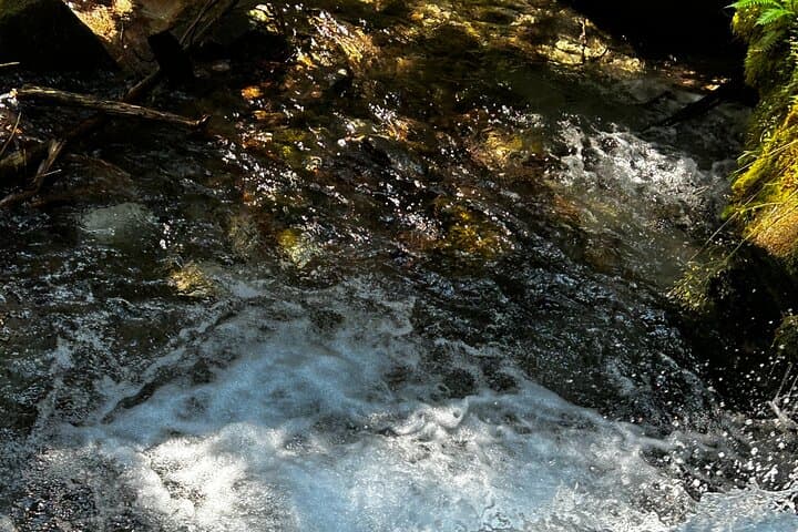 Lindeman and Chilliwack Lakes Sightseeing Tour — Turquoise Waters & Forested Trails photo 6