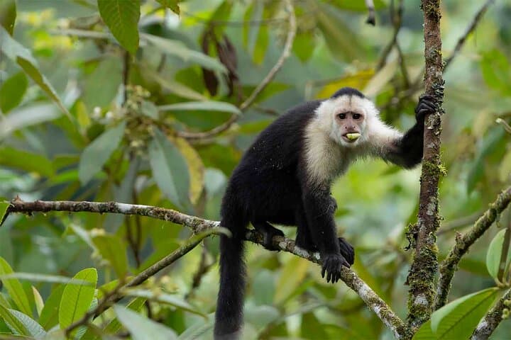 Explore Corcovado: 3-Day Sirena Biological Station Wildlife Expedition