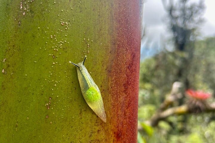 Explore El Yunque National Forest: 6-Hour Guided Nature Adventure from San Juan photo 2