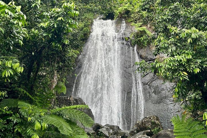 Explore El Yunque National Forest: 6-Hour Guided Nature Adventure from San Juan photo 3