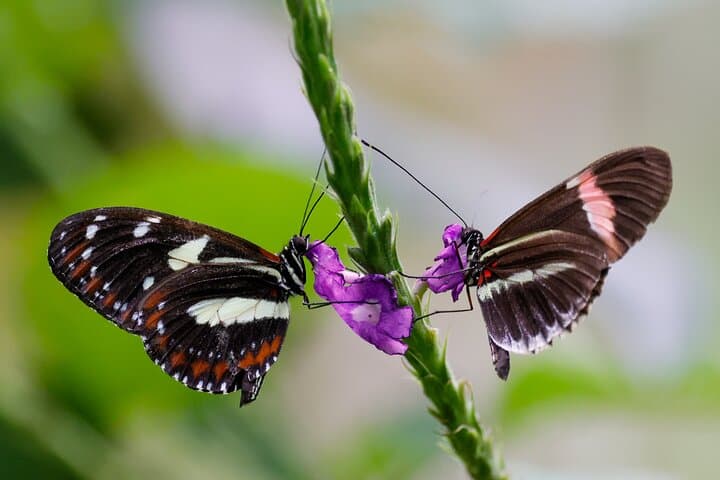 Mindo Cloud Forest Guided Tour: Hummingbirds, Waterfalls & Butterfly Garden photo 6