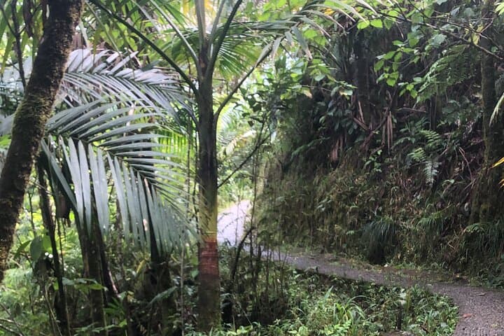 Explore El Yunque National Forest: 6-Hour Guided Nature Adventure from San Juan photo 6