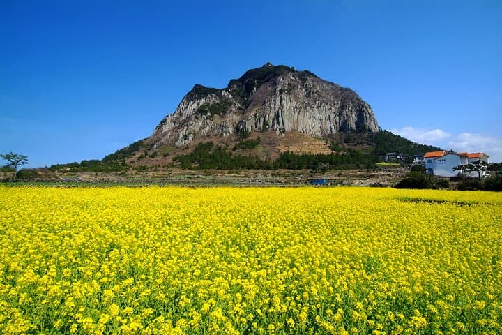 Explore South-West Jeju: Hallasan Views, Basalt Cliffs & Tangerine Farm Tour photo 3