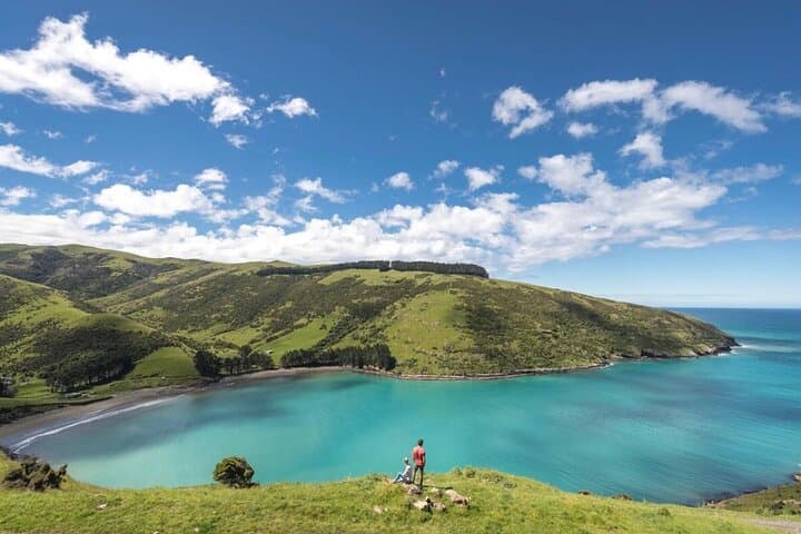Akaroa Private Day Tour from Christchurch: Hector's Dolphins & Lyttelton Harbour Views photo 2