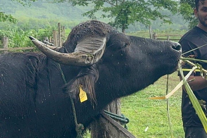 Laos Buffalo Dairy Farm Tour — Hands-On Buffalo Experience Near Luang Prabang photo 1