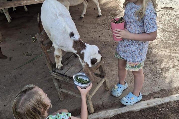 Laos Buffalo Dairy Farm Tour — Hands-On Buffalo Experience Near Luang Prabang photo 3