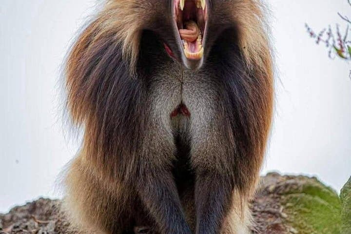 21-Day Ethiopian Wonders Adventure: Simien, Lalibela & Danakil Multi-Day Tour
