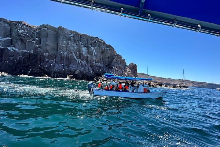 Swim with Sea Lions in La Paz — Snorkel Espíritu Santo & Los Islotes photo 3