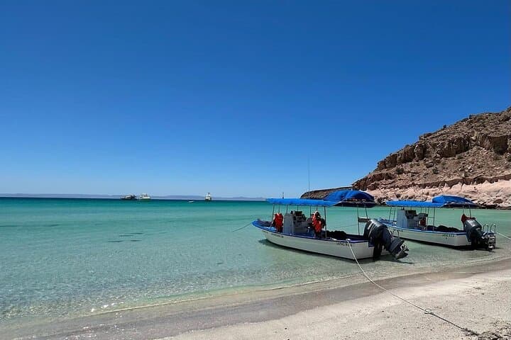 Swim with Sea Lions in La Paz — Snorkel Espíritu Santo & Los Islotes photo 4
