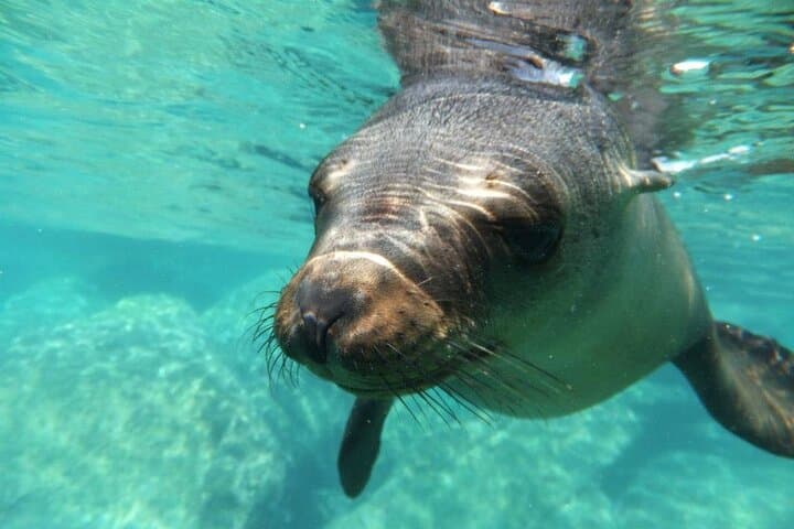Swim with Sea Lions in La Paz — Snorkel Espíritu Santo & Los Islotes photo 1