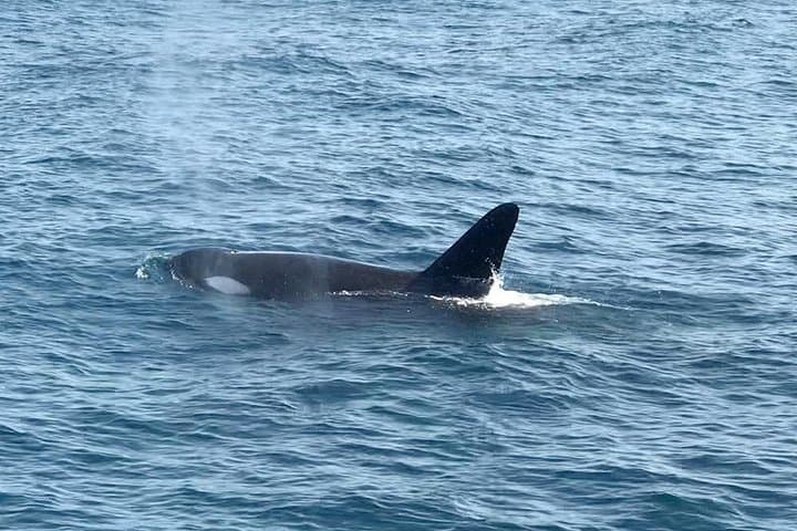 Mirissa Whale Watching: Morning Cruise to See Blue Whales & Dolphins photo 4