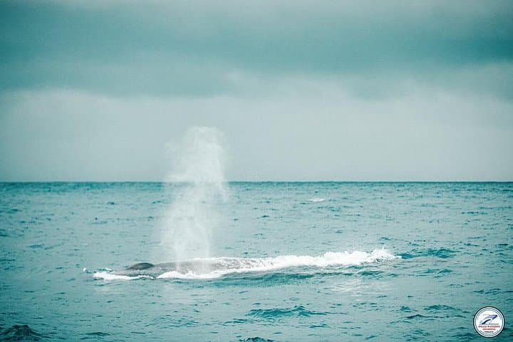 Mirissa Whale Watching: Morning Cruise to See Blue Whales & Dolphins photo 3