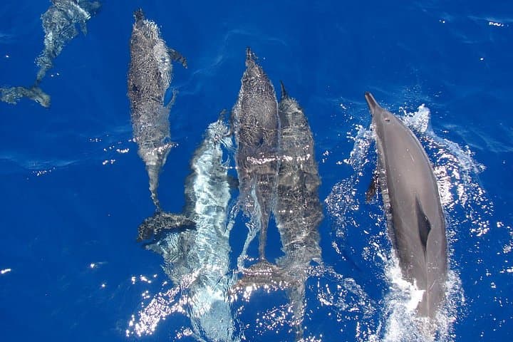 Elite VIP Dolphin House Cruise: Snorkel, Dolphins & Red Sea Relaxation photo 1