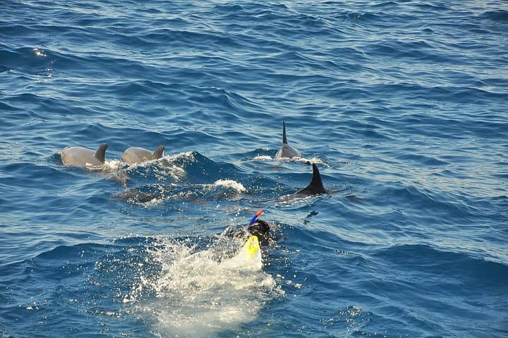 Elite VIP Dolphin House Cruise: Snorkel, Dolphins & Red Sea Relaxation photo 3