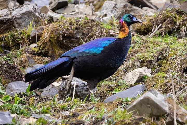 Chengdu to Balang: 3-Day Birding Expedition to Spot Chinese Monal and Mountain Pheasants