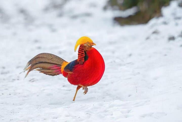 Chengdu to Balang: 3-Day Birding Expedition to Spot Chinese Monal and Mountain Pheasants photo 2