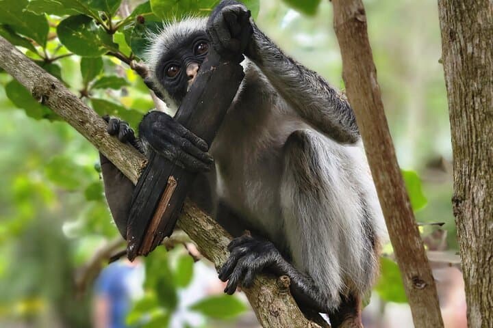 Jozani Forest & Zanzibar Spice Farm Tour — Red Colobus, Mangroves & Spices photo 1