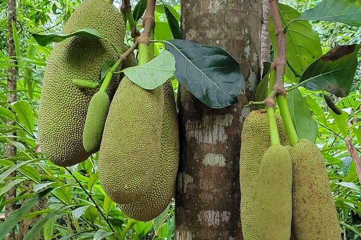 Jozani Forest & Zanzibar Spice Farm Tour — Red Colobus, Mangroves & Spices photo 4