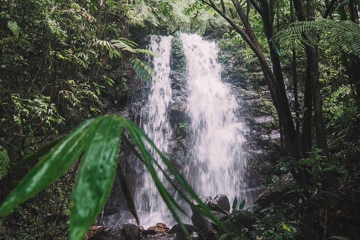 Sinharaja Rainforest Trek with Guide and Traditional Lunch — Galle Day Tour photo 4