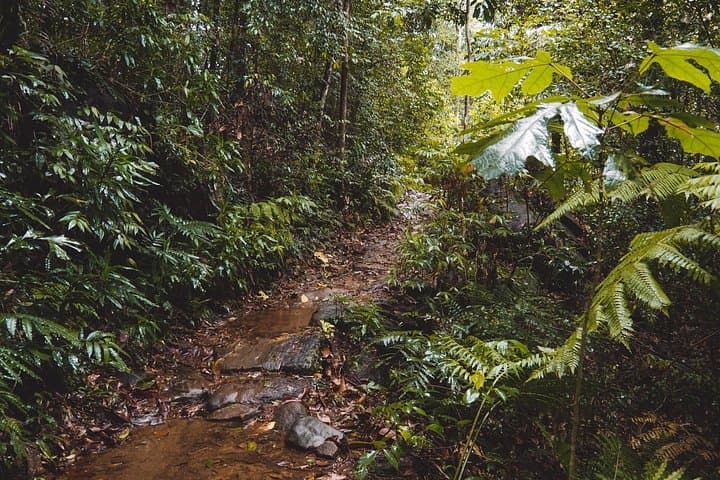 Sinharaja Rainforest Trek with Guide and Traditional Lunch — Galle Day Tour photo 2