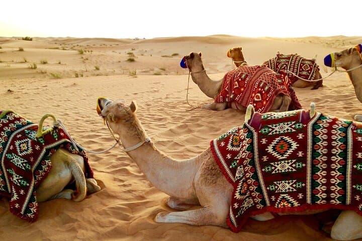 Doha Desert Safari: Sealine Dune Bashing, Camel Rides & Inland Sea Sunset photo 4