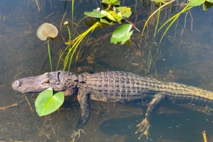 Miami Everglades 60-Minute Private Airboat Tour — Wildlife & Wetland Adventure photo 2