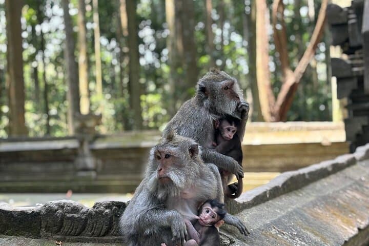 Best of Ubud: Full-Day Tour to Rice Terraces, Monkey Forest & Tegenungan Waterfall photo 3