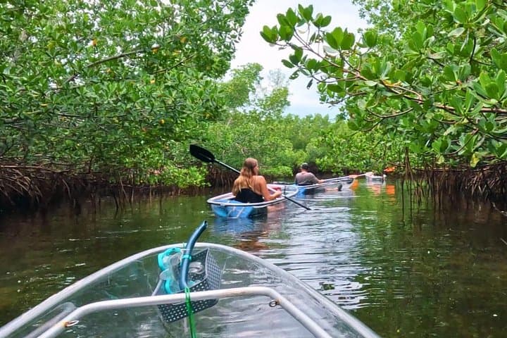 Clear Kayak Mangrove Tunnel Eco Tour — Longboat Key, Sarasota photo 4