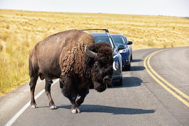 Exploring Antelope Island: A Wildlife Expedition on Utah’s Great Salt Lake