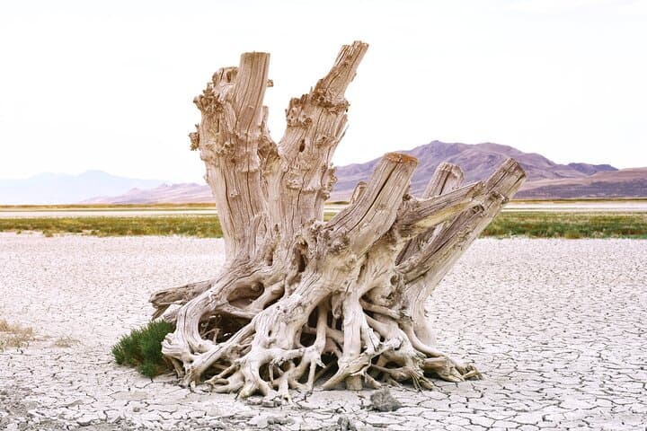 Exploring Antelope Island: A Wildlife Expedition on Utah’s Great Salt Lake photo 5