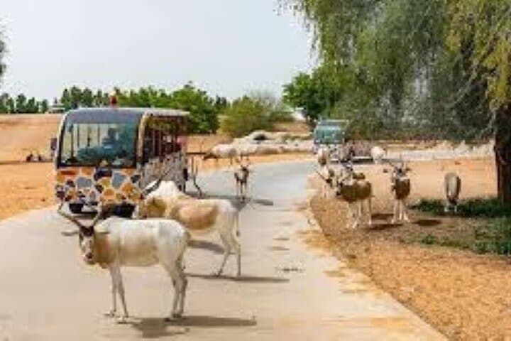 Dubai Safari Park Wildlife Adventure: Tickets, Rides & Conservation Guide photo 2